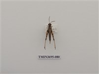 藏品(直翅目(3))的圖片